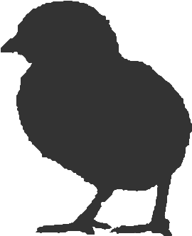 Ontario Broiler Chicken Hatching Egg Producers Association - Chicken (365x380), Png Download