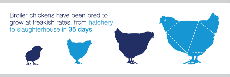 The Fast Growth Rate Puts Enormous Pressure On Their - Chicken Selective Breeding (770x260), Png Download