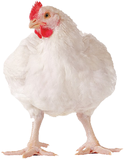 Broiler Cancentrate For Sale - Poulet De Chair Vivant (1000x572), Png Download