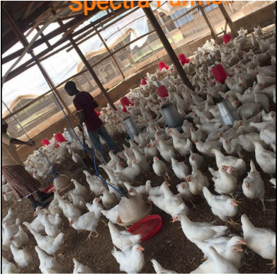 Turkey (390x488), Png Download