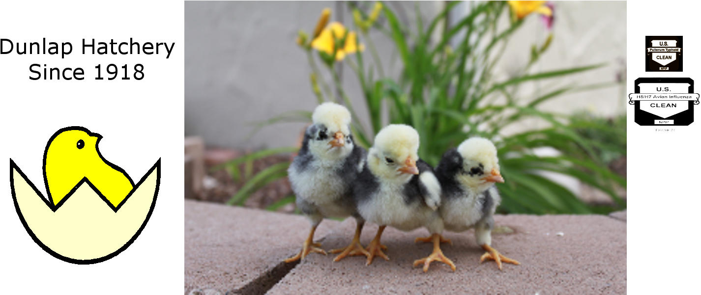 Chickens - Dunlap Hatchery (1600x600), Png Download