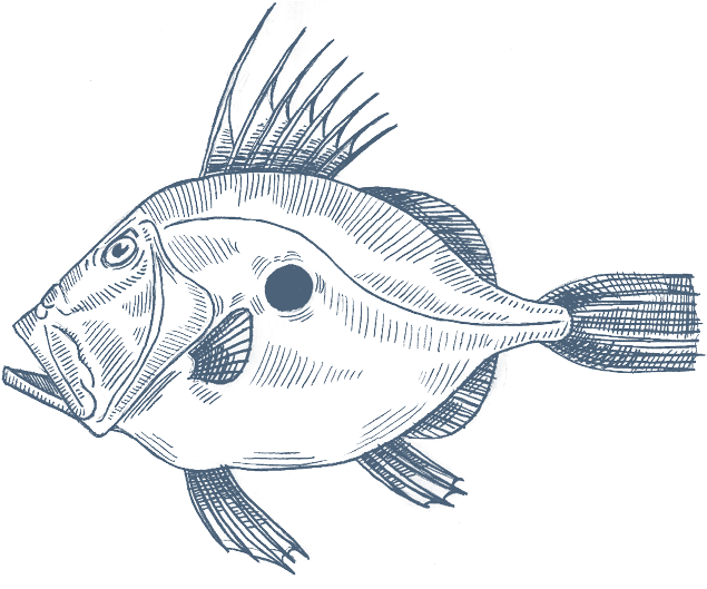 Jpg Transparent Anglerfish Drawing - St Peter Fish Drawing (800x600), Png Download