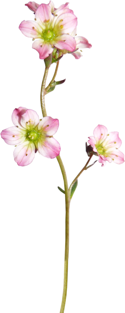 Photo Quality - Long Flowers Calligraphy Png (410x1024), Png Download