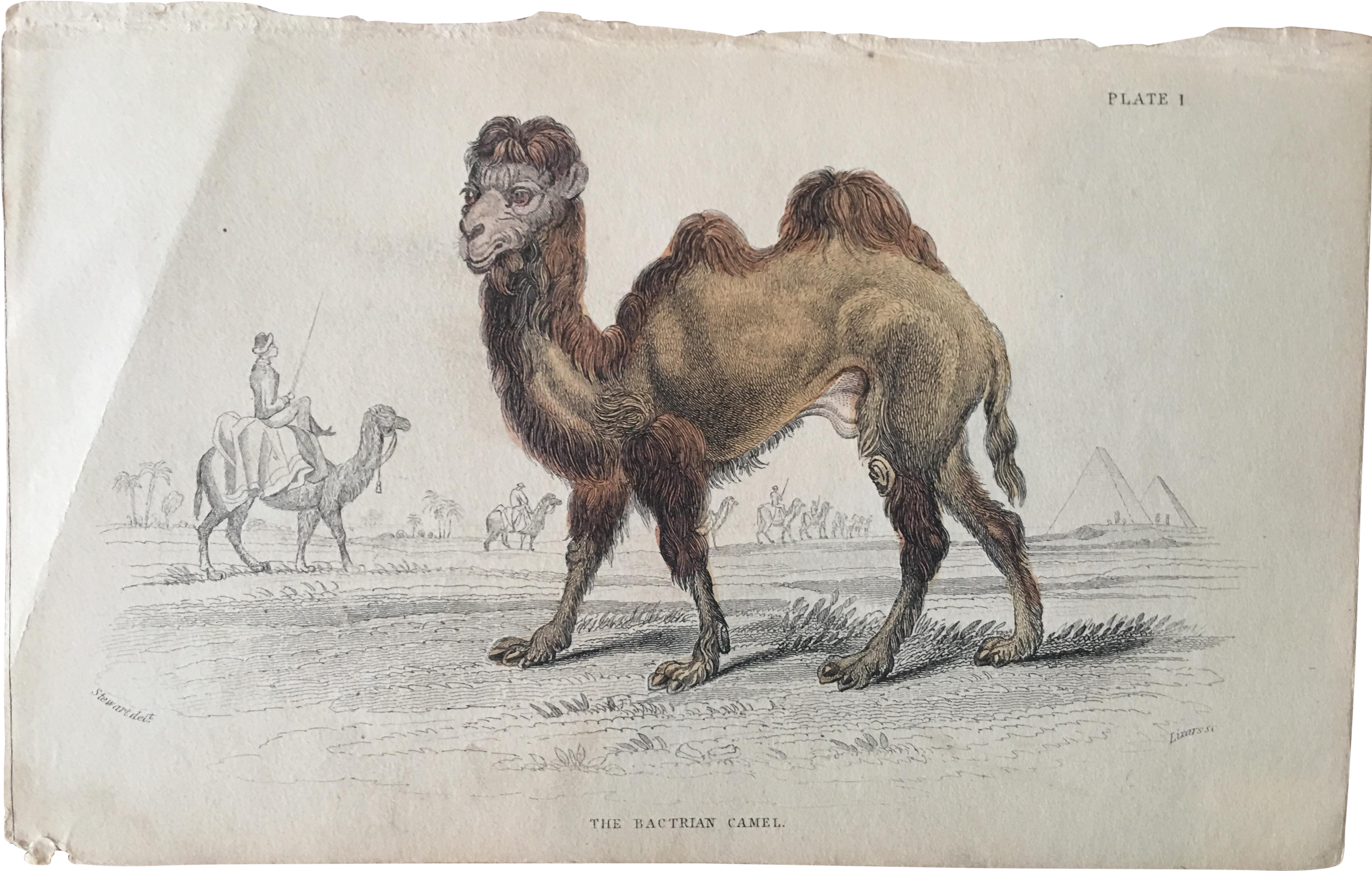 Camel Drawing Bactrian - Antique Print Of C1850 Hand Coloured Bactrian Camel (4177x2651), Png Download
