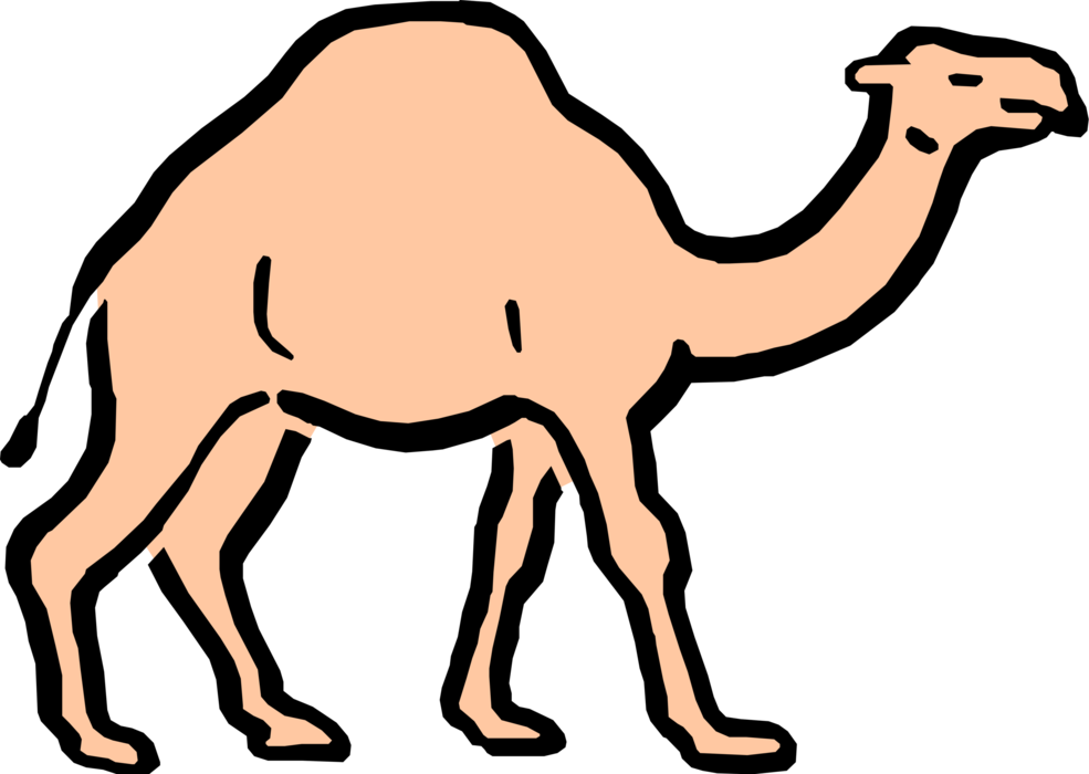 Vector Illustration Of Cartoon Dromedary Beast Of Burden - Camelos Png Desenho (985x700), Png Download