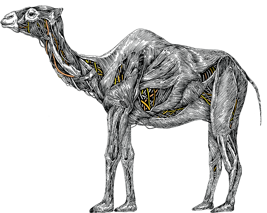 Introducting Camel Poser Image Description - Camel Power Nissan (871x713), Png Download