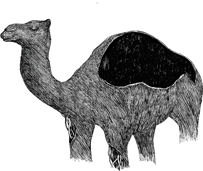 Image Description Image Description - Arabian Camel (695x633), Png Download