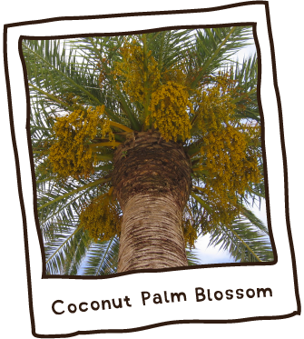 Coconut Palm Polaroid - Roystonea (335x373), Png Download