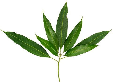 Mangoleaf Pop 350 - Green Mangoes Leaves Png (482x350), Png Download