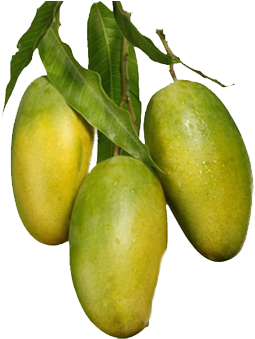 Mango - Yellow Mango Tree Png (741x347), Png Download