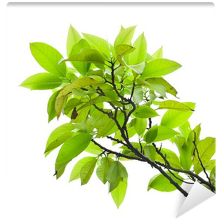 Twig (400x400), Png Download