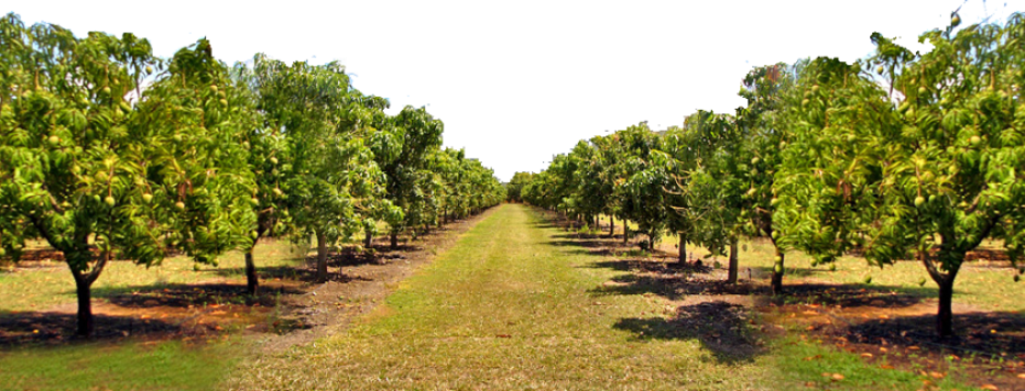 Largest Mango Farm - Mango Farm (931x356), Png Download