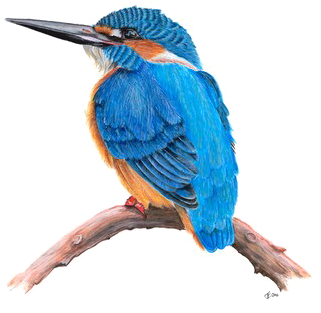 Kingfisher Png Transparent Hd Photo - Kingfisher Transparent Background (600x315), Png Download