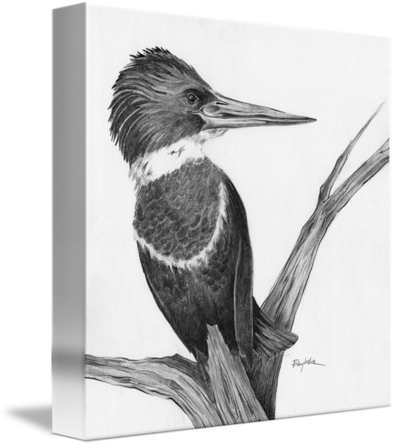 Kingfisher Drawing Black And White Library - Drawing (576x650), Png Download
