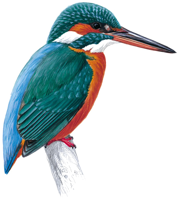 Kingfisher Png Free Download - Kingfisher Png (1024x821), Png Download