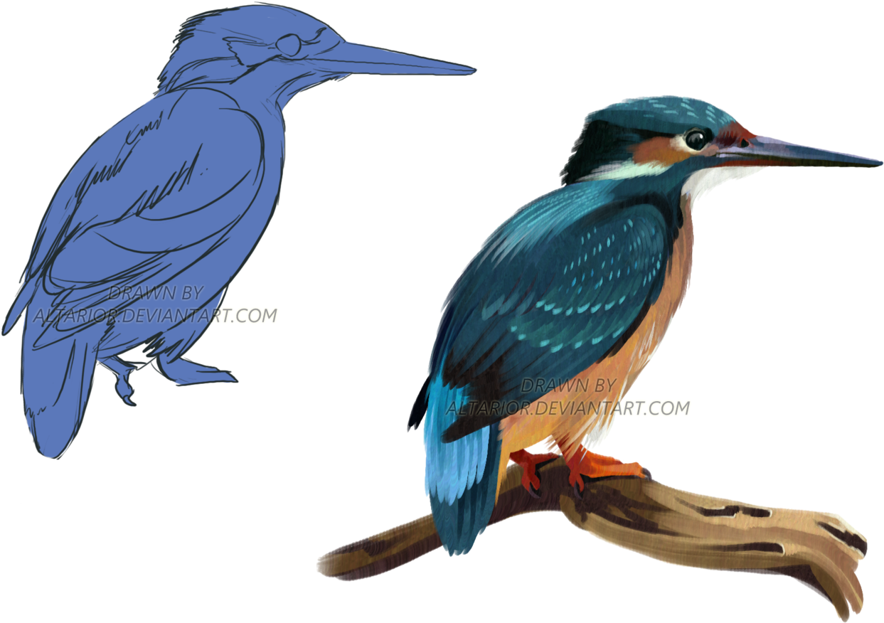 Kingfisher By Altarior On Picture Royalty Free Download - Kingfisher (1280x899), Png Download