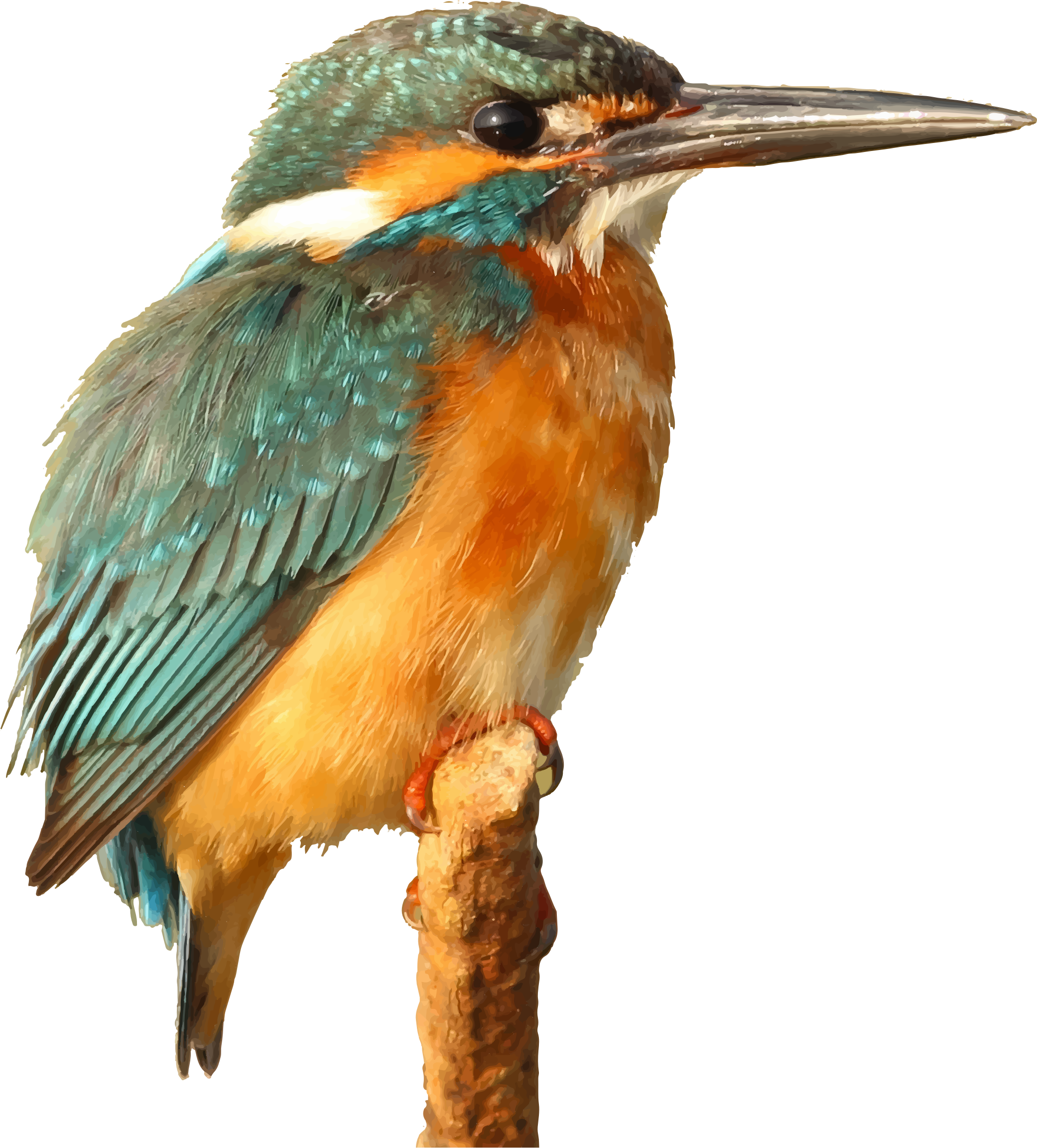 This Free Icons Png Design Of Kingfisher Bird (2082x2304), Png Download