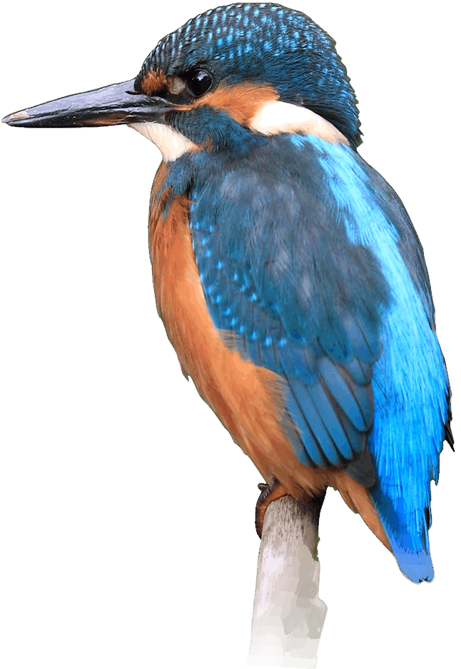 Kingfisher - Kingfisher Hd Png (646x951), Png Download