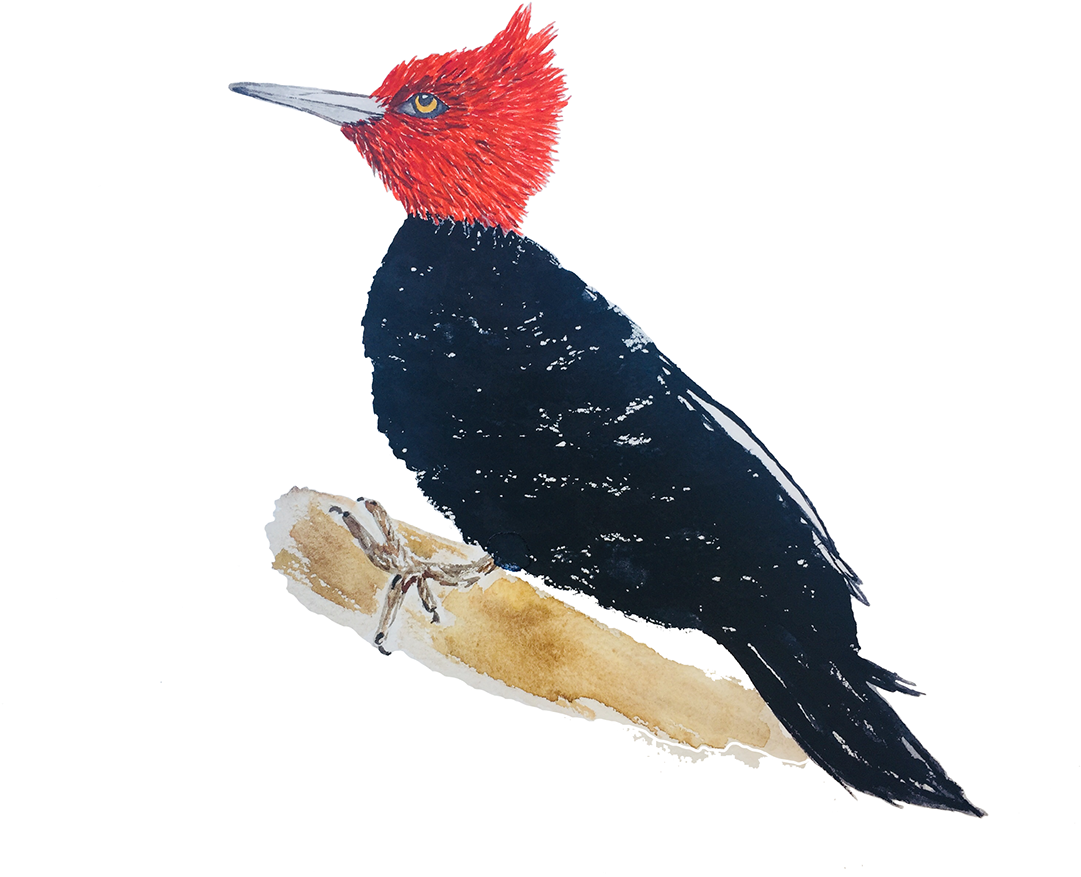 Thank You - Ivory-billed Woodpecker (1200x900), Png Download