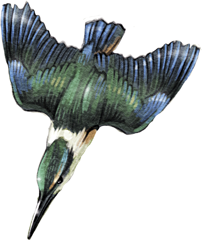 Diving-kingfisher - Seabird (832x881), Png Download