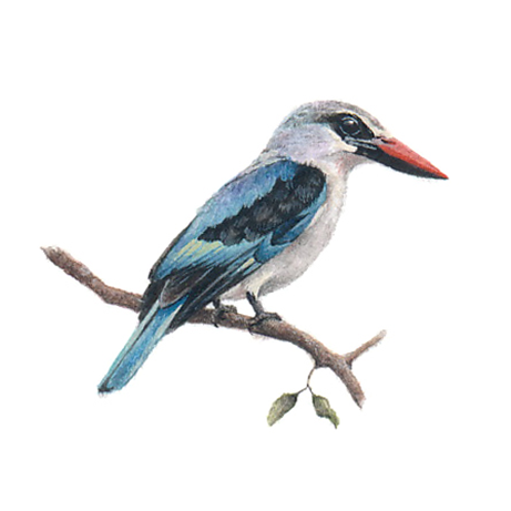 Woodlands Kingfisher - Architecture (461x461), Png Download