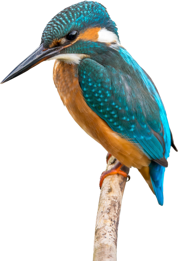 Kingfisher - Belted Kingfisher (600x881), Png Download