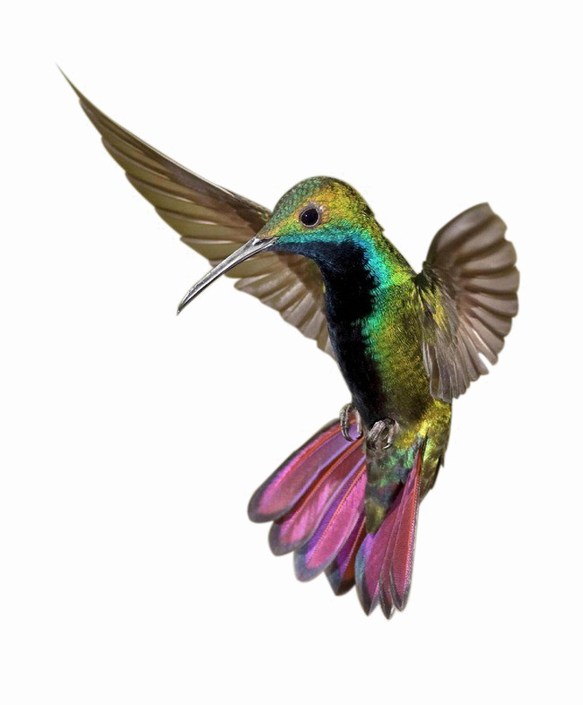 Kingfisher Png Clipart - Poster: Hemmings' Colorful Humming Bird, 61x46cm. (650x787), Png Download