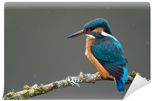 Common Kingfisher (400x400), Png Download