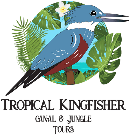 Kingfisher Tours (450x487), Png Download