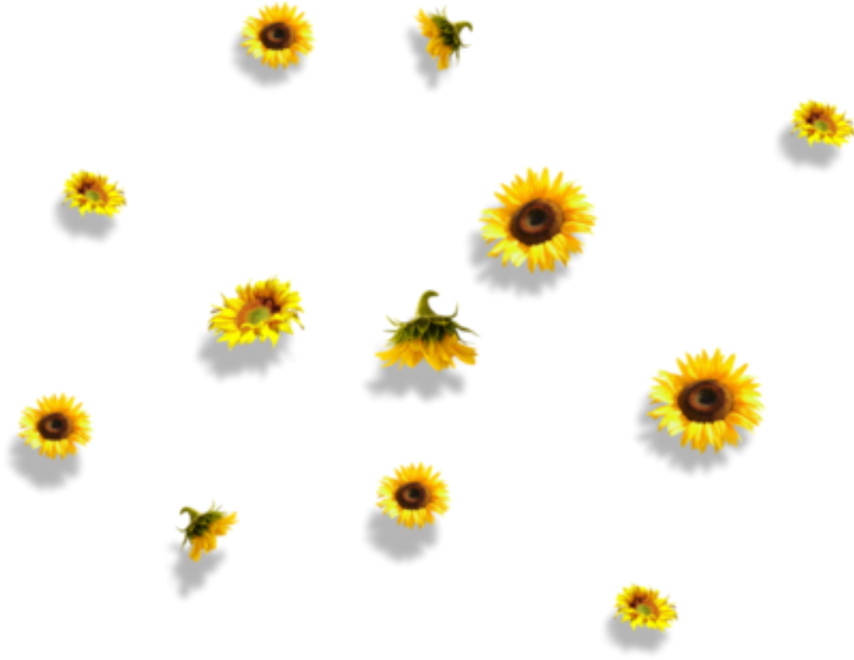 Sunflower Flower Nature Falling - Mamamoo (1024x1024), Png Download