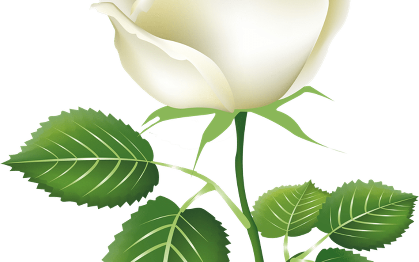 White Flower Vector Royalty Free Transparent Background - White Rose Clipart (1368x855), Png Download