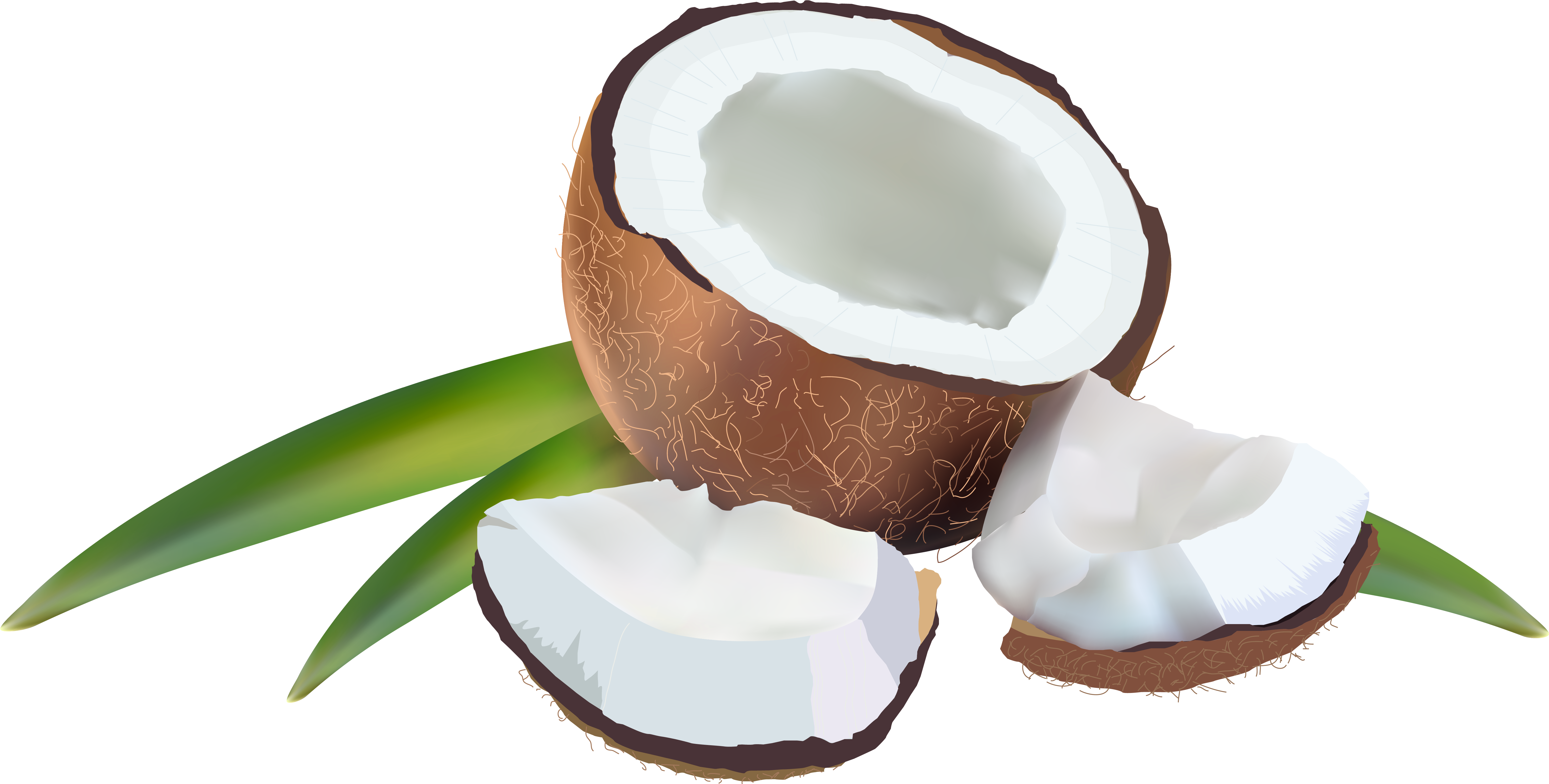 Coconut Transparent (6242x3161), Png Download