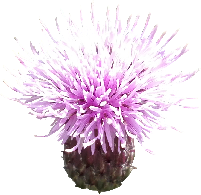 Milk Thistle Photo Png - Milk Thistle (560x560), Png Download