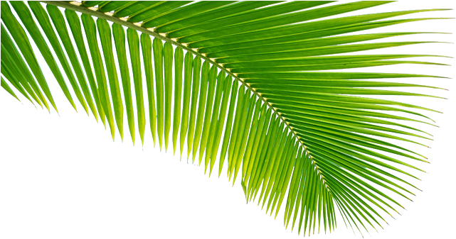 Read It - Coconut Leaves Png (640x360), Png Download