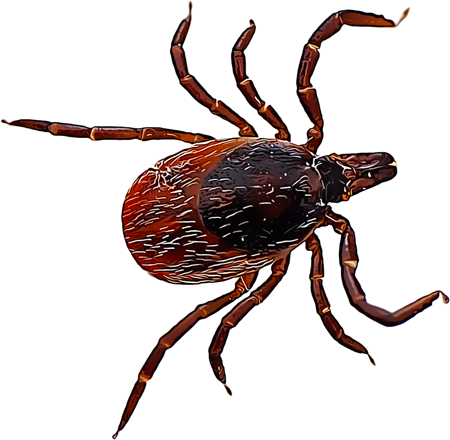 Deer Ticks Are Small Pests That Cause Very Serious - Lyme Tick (1000x1000), Png Download
