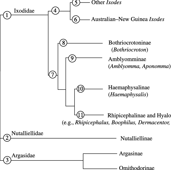 Working Hypothesis For The Phylogenetic Relationships - Diagram (702x695), Png Download