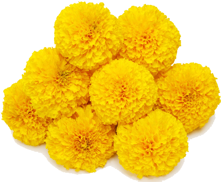 Marigold Transparent Background - Marigold Png (585x390), Png Download