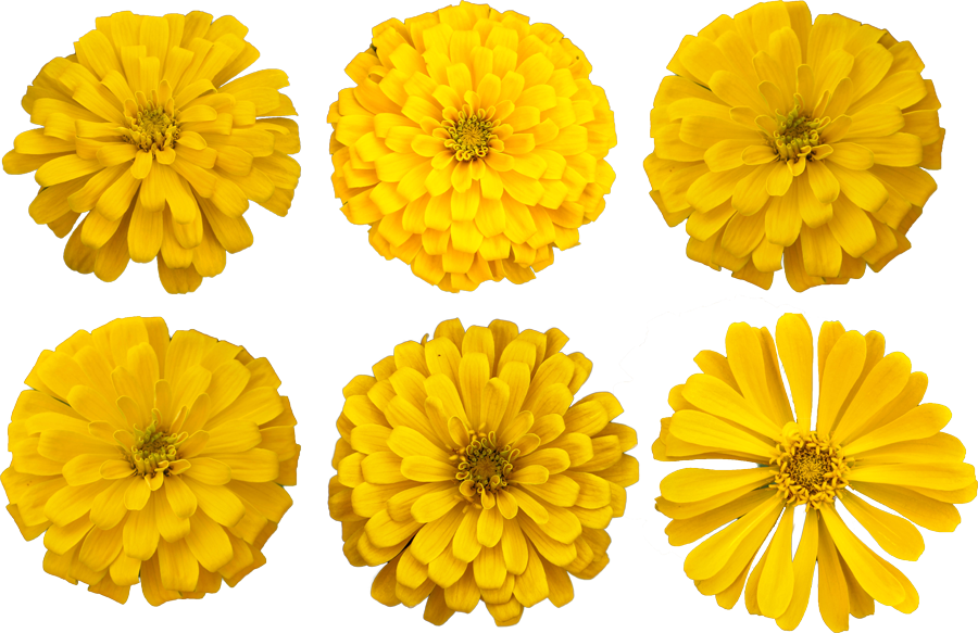 Marigold Flower Cutout Photo - Party (900x583), Png Download