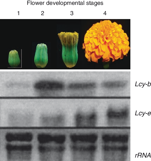 Mrna Analysis In Developing Flowers Of Marigold - Flower (615x659), Png Download