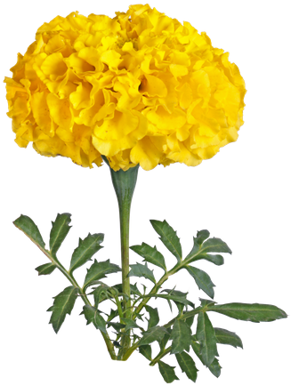 Hd Marigold Yellow Flowers (431x550), Png Download