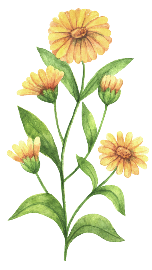Black And White Stock Officinalis Others Transprent - Calendula Flower Drawing (900x900), Png Download