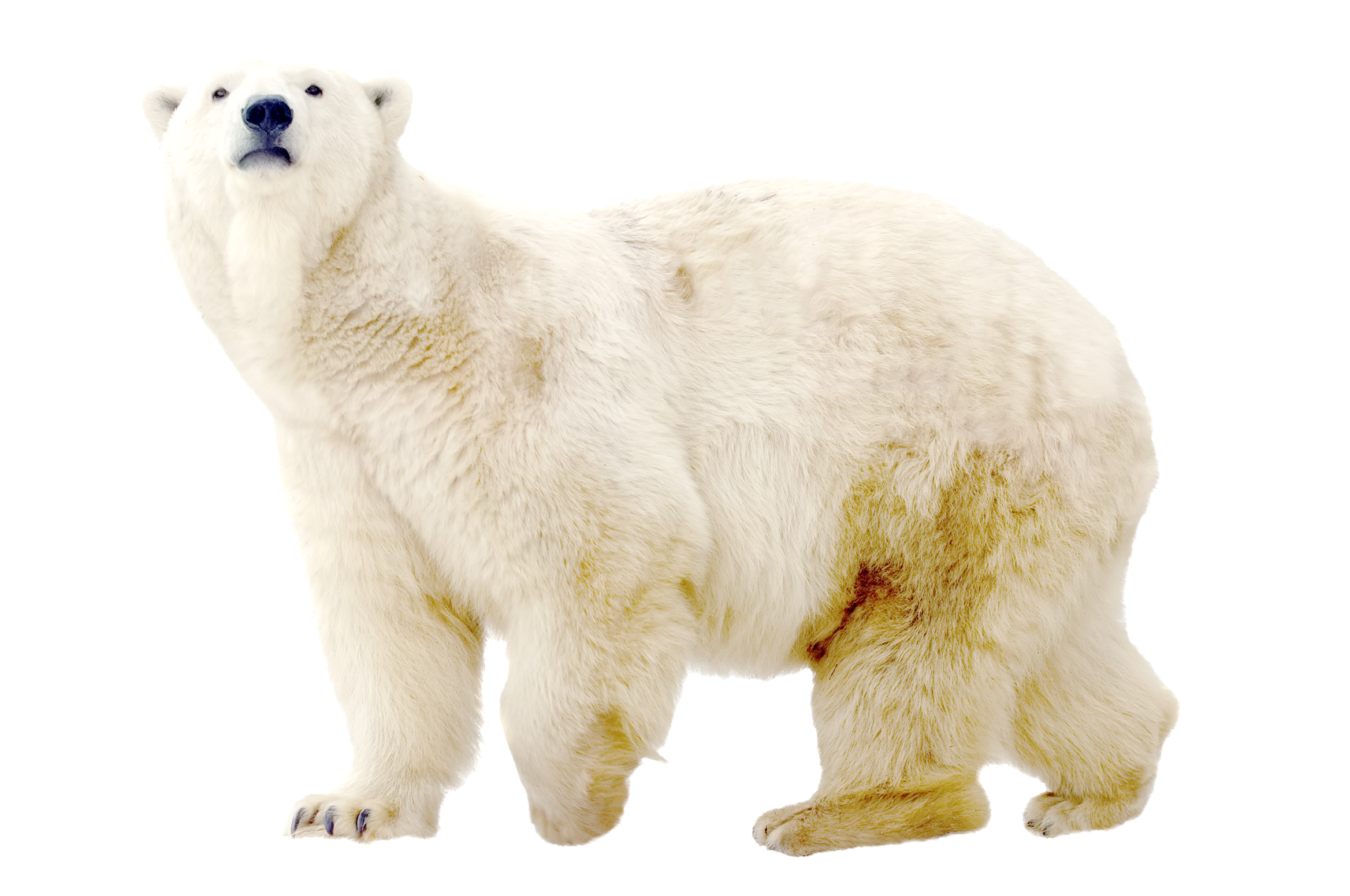 Mountains Background, And Ice Background Images To - Polar Bear On Ice Png (2337x1551), Png Download
