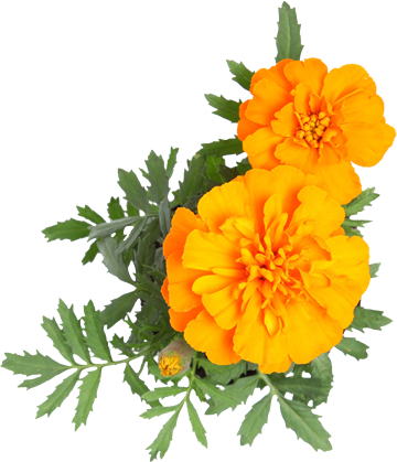 Contact Us - Tagetes Patula (360x419), Png Download