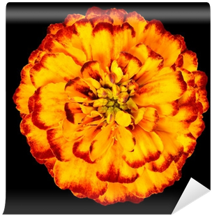 Yellow Orange Marigold Flower Isolated On Black Background - Yellow (400x400), Png Download