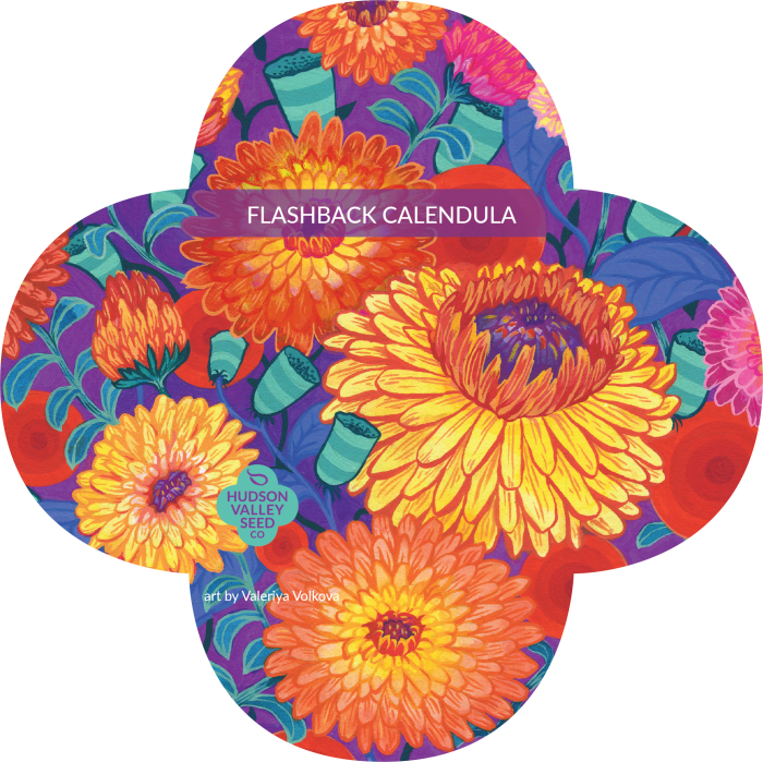 Flashback Calendula Mix - Hudson Valley Seed Company (700x699), Png Download