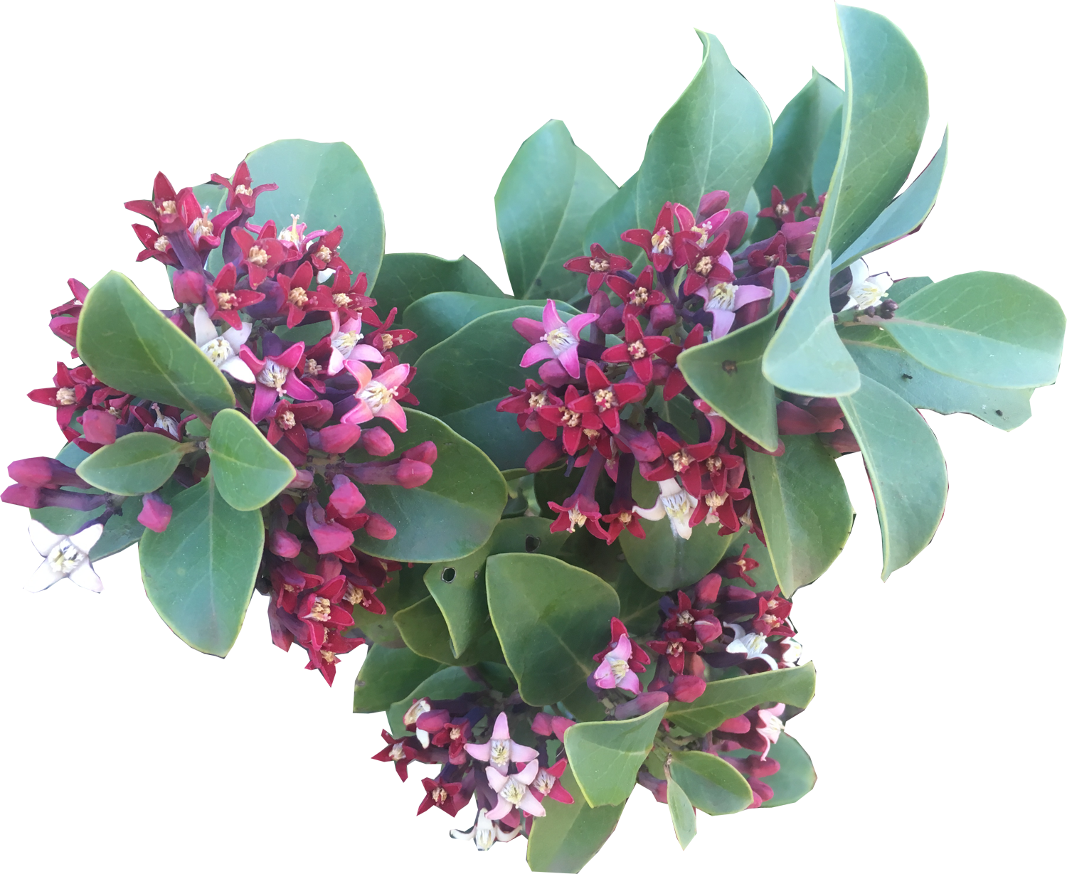 Sandalwood - Sandalwood - Sandalwood - Sandalwood - - Sandalwood (1500x1229), Png Download