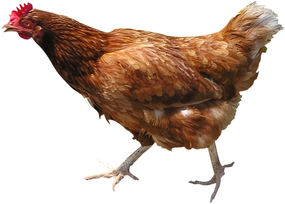 Hen Png Picture - Chicken Bird (1000x799), Png Download