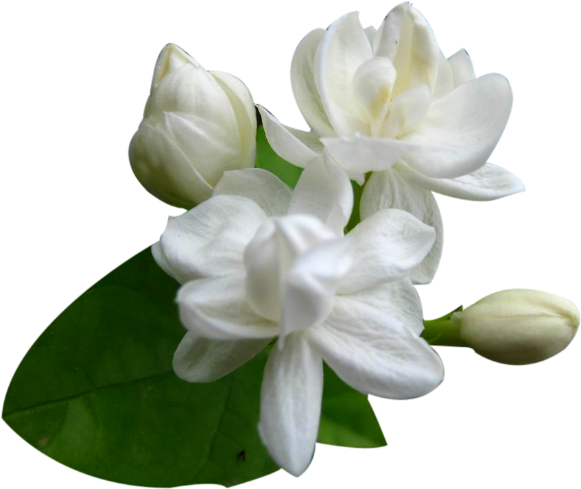Png Jasmine Flower Png - Jasmine Flower Images Png (1024x768), Png Download