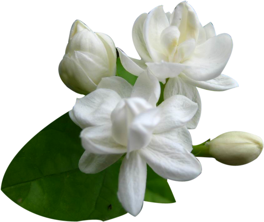 Download Png Jasmine Flower Png Jasmine Flower Images Png PNG Image with No Background