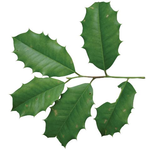 Photo Friends Of The Louisiana State Arboretum - Ilex Opaca Leaf (469x480), Png Download